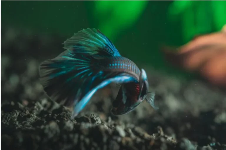 Betta Fish