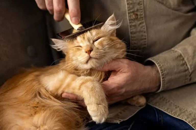 Cat skin infection treatment guide