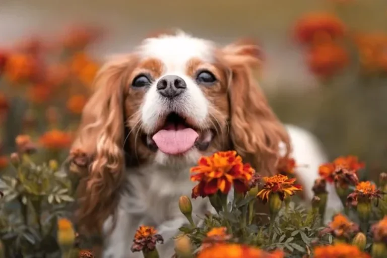 Exploring Good Small Dog Breeds Exploring Good Small Dog Breeds