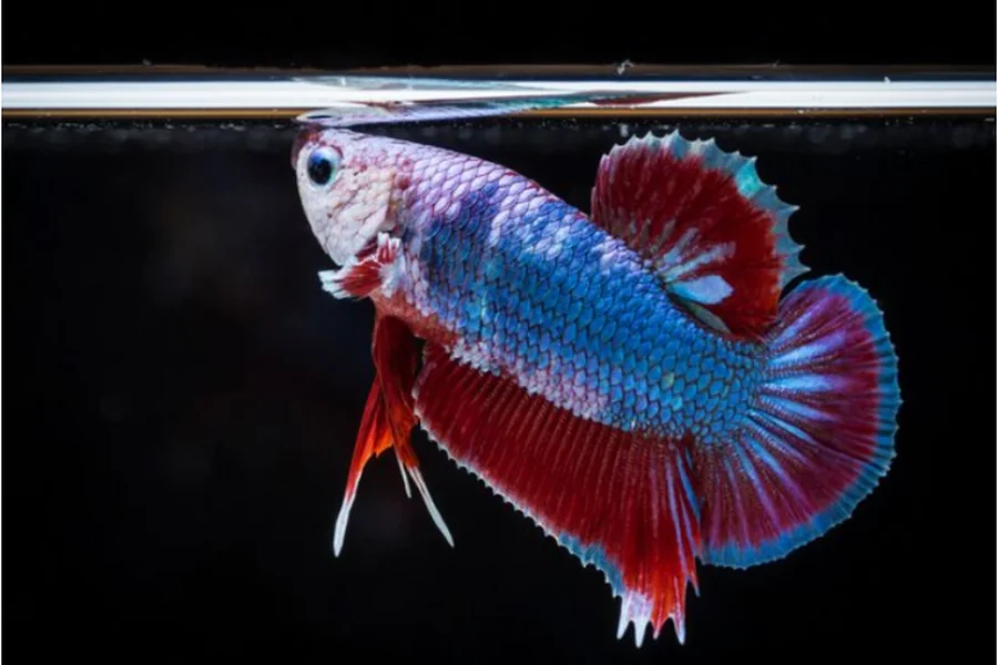 Betta Fish